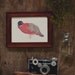 Pheasant 5x7 Print