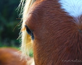 Downloadable printable horse fine art print  foal photography close up horses eye 8x10, 10x10, 16x20, 11x14, 20x30