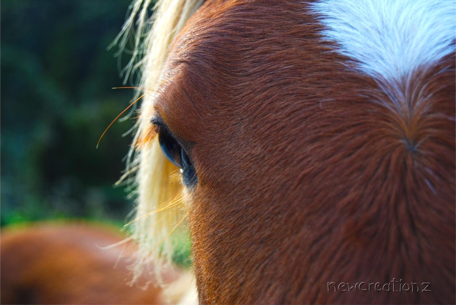 Downloadable printable horse fine art print  foal photography close up horses eye 8x10, 10x10, 16x20, 11x14, 20x30