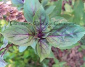 Armenian Basil Original Photograph Print, Ready for Framing