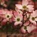 spring floral photograph dogwood tree pink bokeh