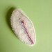 Canine Tooth Brooch