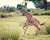 35% off SALE Animal Photo Giraffe nursery art home decor zoo baby children kids spots green brown rust rustic - Fine Art Photography Print