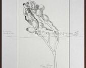 AUSTRALIAN GUMNUTS Nature illustration ORIGINAL Drawing Botanical Black & White pen ink zen mindfulness