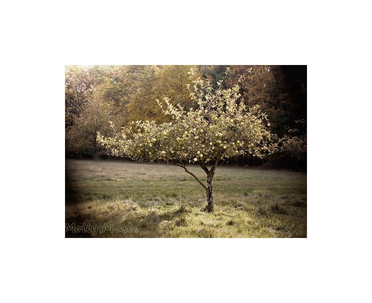 Apple Tree,  Photograph, Nature Photography, Home Decor, Neutral, Green, Tree Art, Orchard
