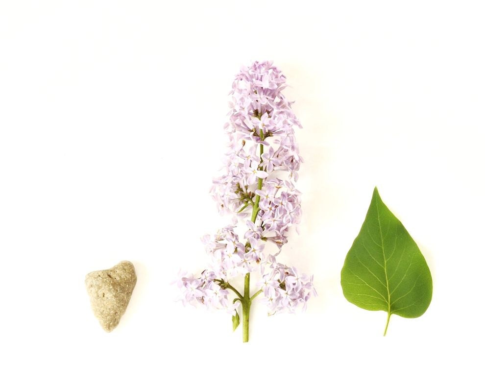 Still life nature purple flower leaf stone simple botanical photo macro love zen spring green organic - Lilac study 8 x 10