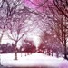 Purple pink dreamy landscape, trees, winter, snow, surreal, abstract, fantasy, home decor - Winter Landscape 8 x 10