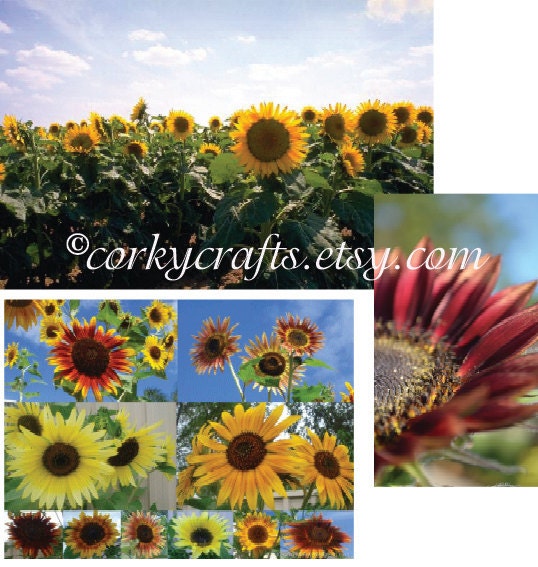 Mixed variety sunflower seeds
