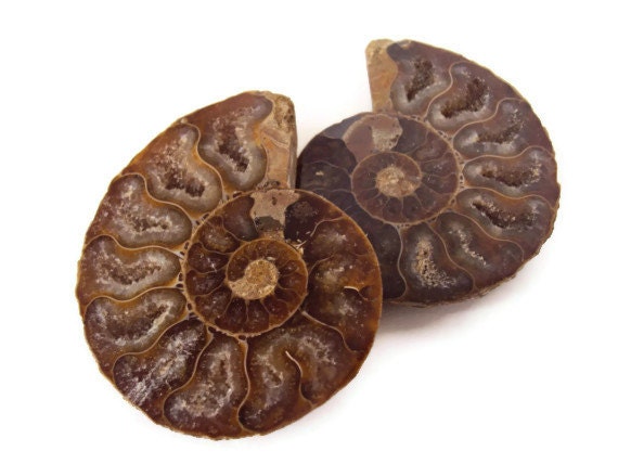 Ammonite Fossil Split Pair w/ Opalized Shell, AAA Quality, Matching Set, Ammonite Halves, 400 Million Year Old Fossil, Extinct Ocean Life