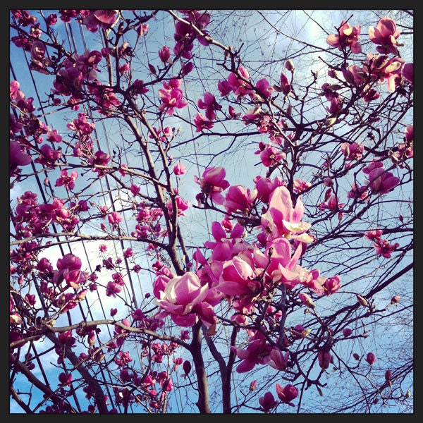 NEW Deciduous Magnolia II Photo 10x10 Square Limited Edition