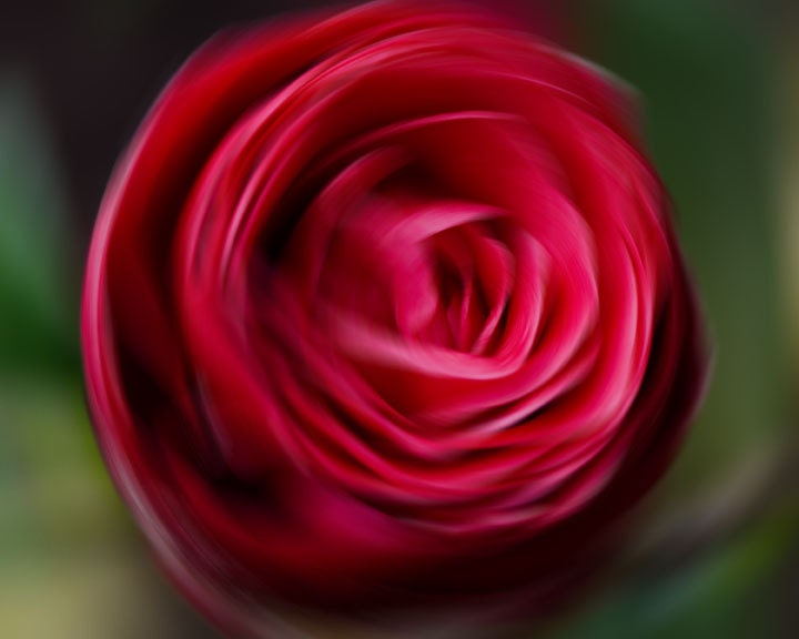 Flower Photo titled Red -- 11" x 14" on Fine Art Paper part of the Swirl Series