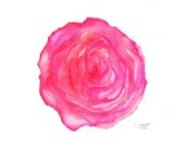 Where the Roses Bloom Again, original watercolor rose painting by Jessica Durrant