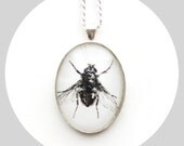 Vintage Fly Photo Pendant Natural History Dictionary Illustration Insect Bug Creepy Science Necklace