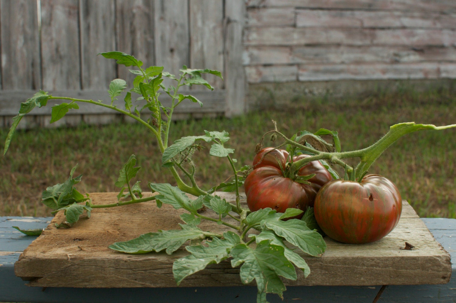 Brown and Black Boar Tomato Seeds