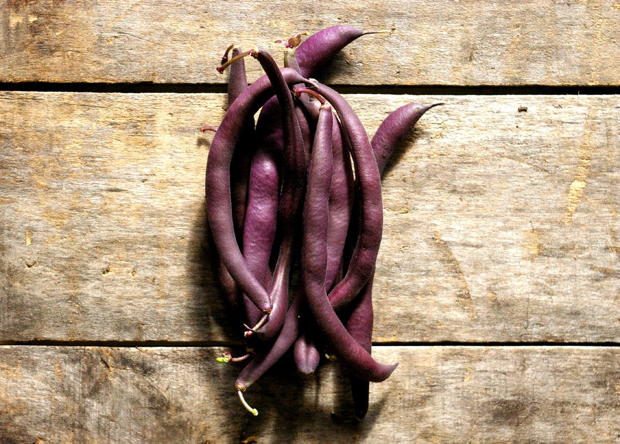 Organic Vegetable Seeds, Royal Purple Bush Bean, heirloom seed from our farm in handmade seed packets