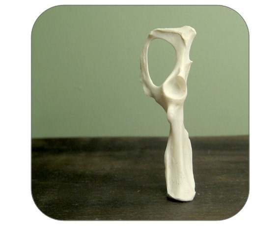 Specimen - Squirrel Hip Bone - Qty. 1 - Lot 1393
