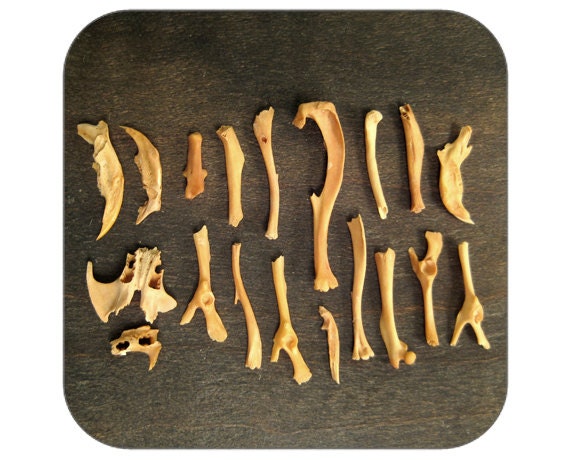 Vintage Vial Filled with Bone Fragments - Qty. 1 Vial 19 Bones - Lot 104