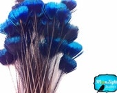 Corona Peacock Feathers, 10 Pieces - BLUE Iridescent Peacock Crown Loose Feather : 2222