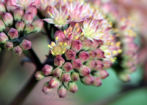 Purple Emperor Sedum Flower Photo 7x5 fine art print pastel pink blue green macro floral nature photography home decor