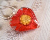A Passionate Heart-He Loves Me, He Loves Me Not-Vivid Red Daisy Real Pressed Flower Glass Heart Pendant-Captured Childhood Memories
