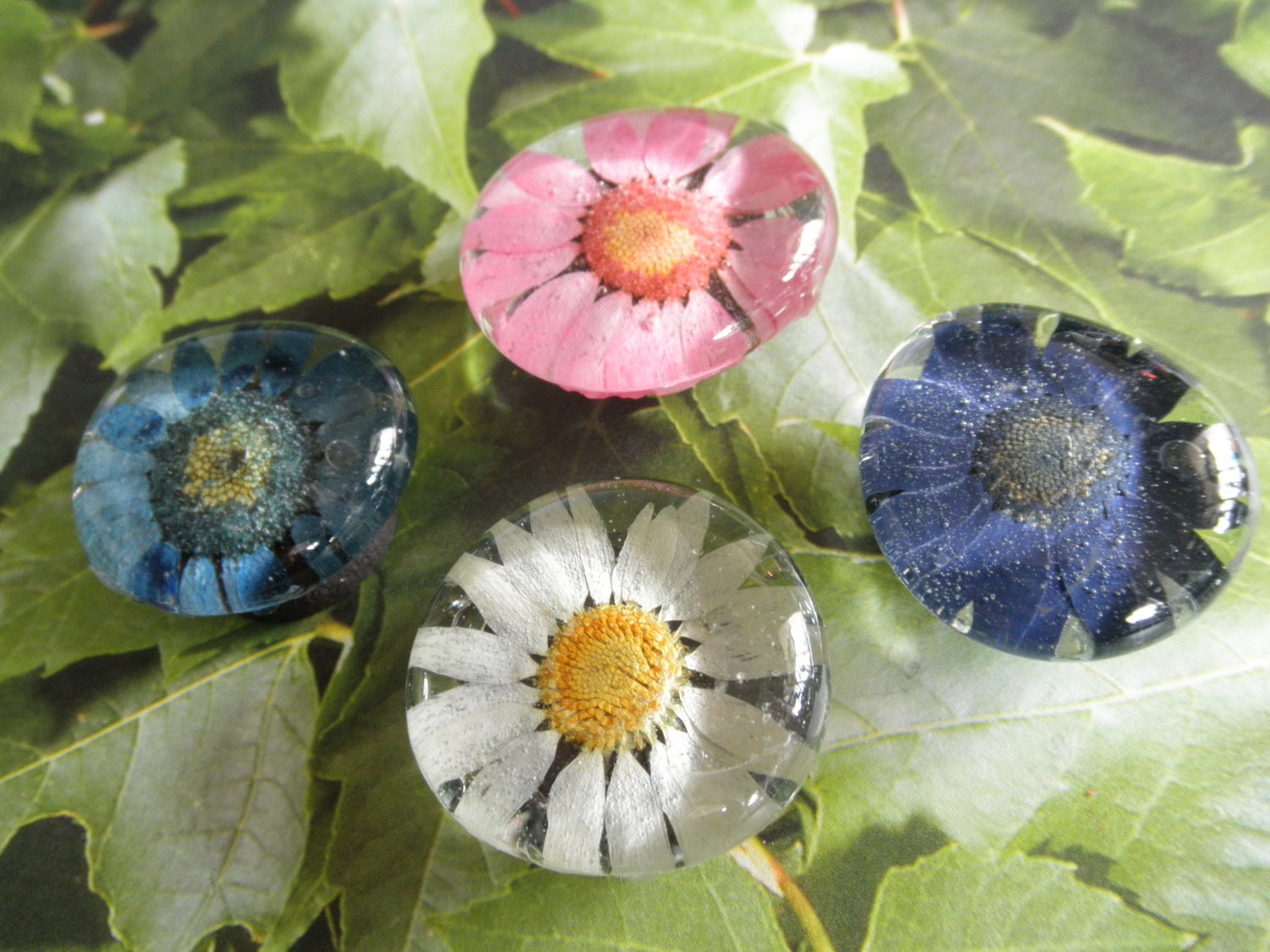 Everything's Coming Up Daisies-Set of 4-Pressed Flower Daisy Glass Magnets-Navy Blue, White, Pink and Sky Blue