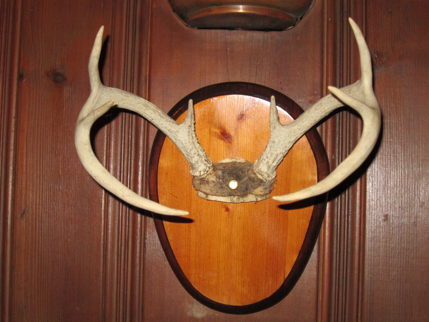 Mounted 8 point white deer antlers