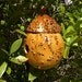 Wrens Birdhouse Gourd Gnome Fairy Home