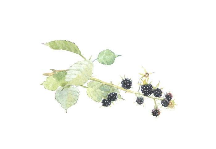 blackberry, summer forest, watercolor postcard