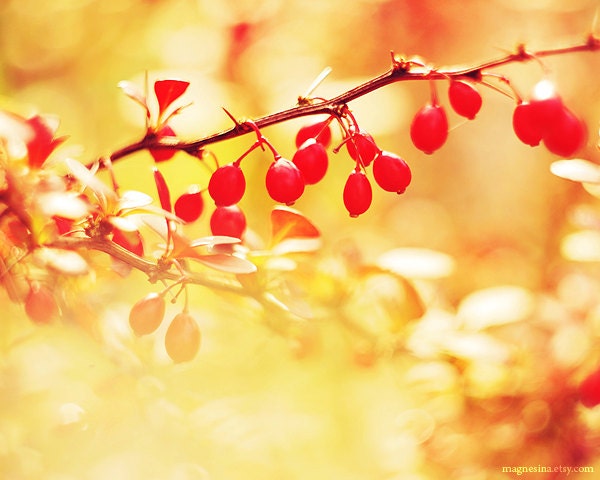 Spring Photography, 8x10, forest fruits, red fruits, red spots, bokeh, nature photograph, yellow, orange - magnesina