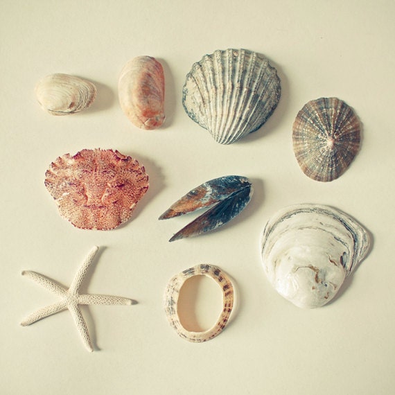 From the Sea - Nature photography, sea shell art, natural decor, gift for her, pastel decor, neutral colours, 8x8 still life print