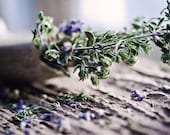 Lavender, Thyme, Tusk - Original Fine Art Photography Print - 5x7