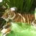Day 17:  Needle Felted Tiger