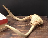 Vintage Set of Deer Antlers No. 5