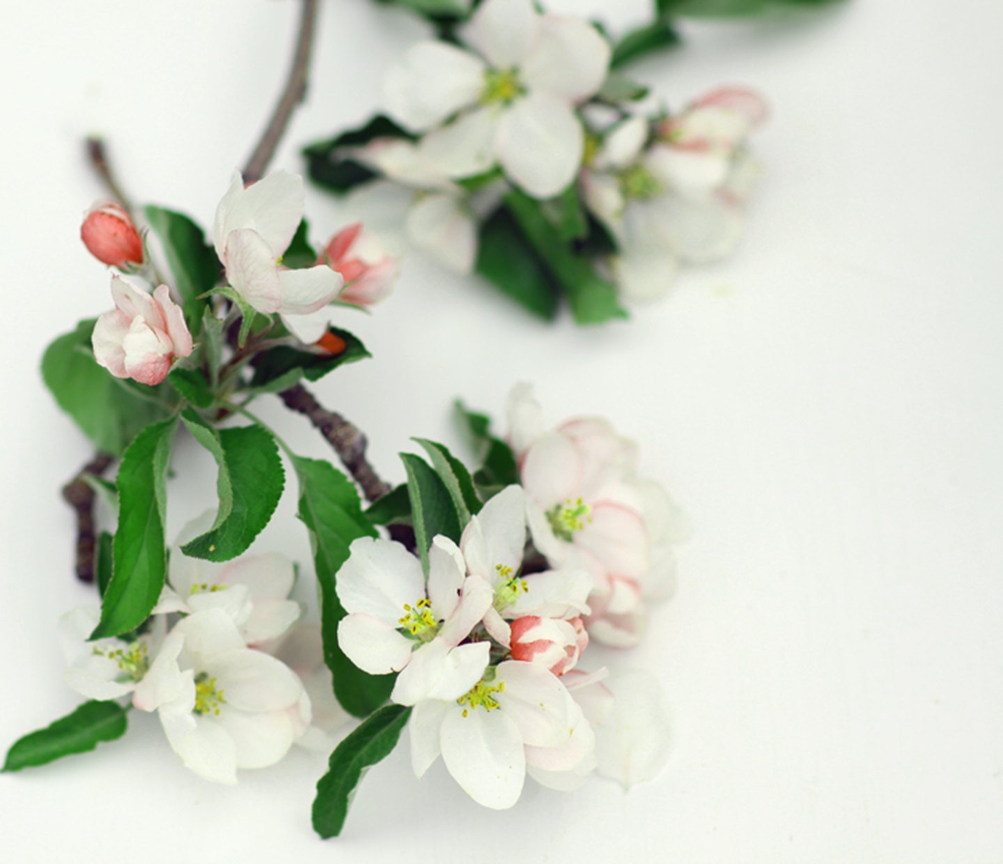 Apple Blossom Still Life Flower Photography 8x10
