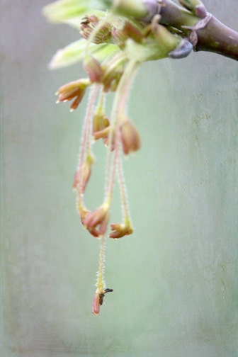 Macro Spring Branch Photograph - teal blue nature country shabby chic 8x12