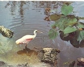 Vintage Florida Postcard - Sanibel Captiva - Roseate Spoonbill J. N. Ding Darling Wildlife Sanctuary