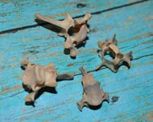 Four Real Mink Bone Vertebrae