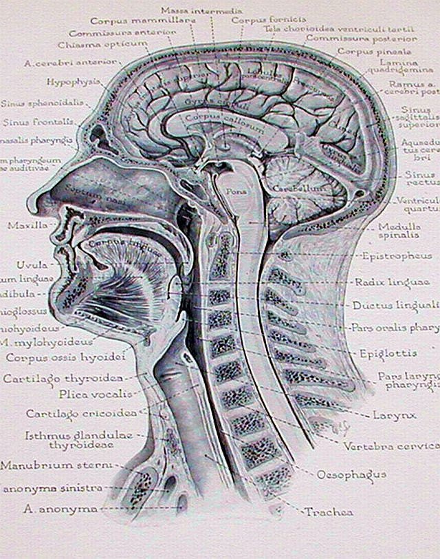 Vinatge 1950 Print Illustration Book Plate Page - The Head and Neck
