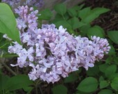 SPRING LILAC  Whipped Body Parfait 8 oz jar Natural Blendings Most Popular Product Made to Order Custom Fragrance