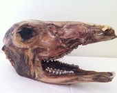 Mummified Deer Head, Preserved Specimen, Mummified Skull
