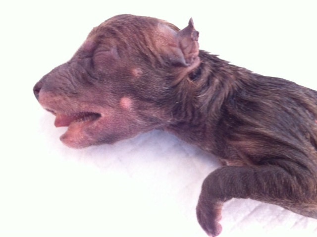 Coyote Pup Wet Specimen, Preserved Baby Coyote Specimen