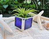 Cobalt Blue Stained Glass Tillandsia Air Plant Holder (airplant included)