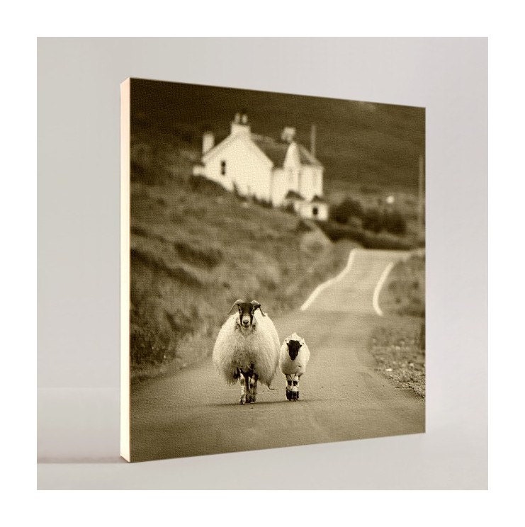 SHEEP WALKING in the Highlands - Canvas Art & Prints