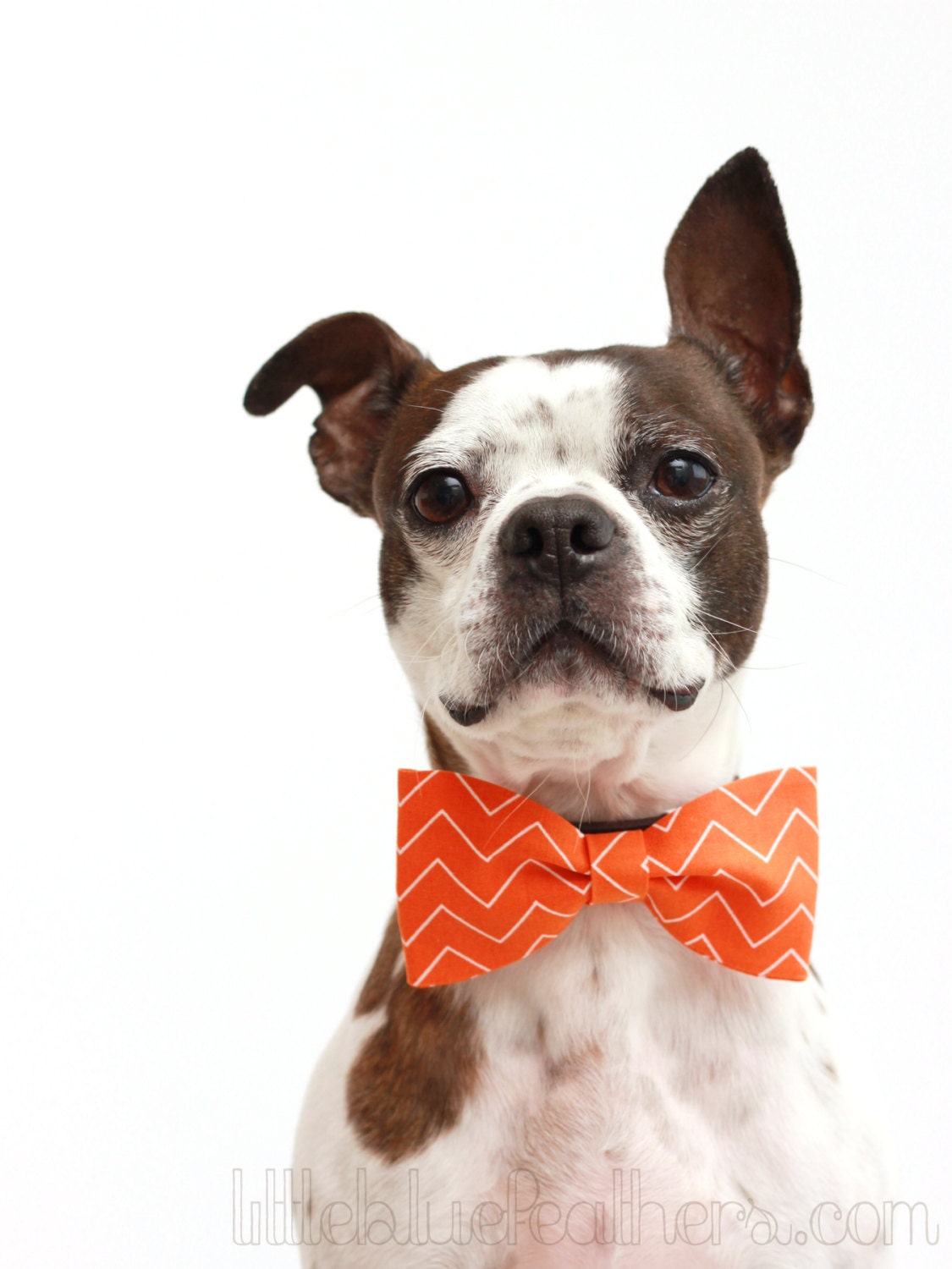 Orange Chevron Geometric ZigZag Dog Bow Tie - Dog Collar Accessories