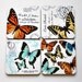 Butterfly wood cork coasters