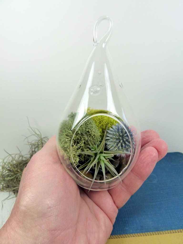 Terrarium, Small Hanging Glass Terrarium, Air Plant, Great for HOME or OFFICE. Unusual Gift.  Terrariums by mossterrariums on Etsy.