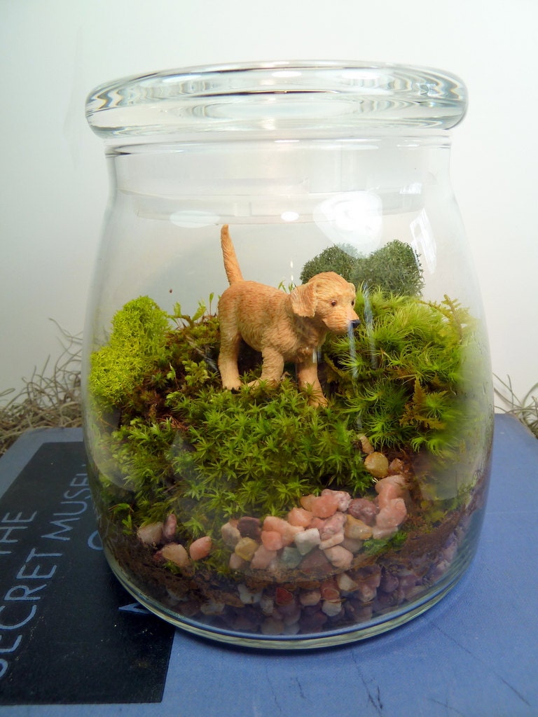 Terrarium, Large VIBE Jar , Golden Retriever Puppy, Moss.  Great for HOME or OFFICE. Nice Unusual Gift. Terrariums by mossterrariums on Etsy