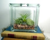 Glass Block Terrarium, Air Plant, Moss, Lichen.  Kit, Great for HOME or OFFICE. Nice Unusual Gift. Terrariums by mossterrariums on Etsy.