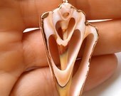 Sliced Shell Necklace Laced with Liquid Rose Gold- MALIBU Collection- Summer 2013