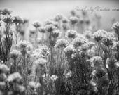 Hush 12x18 : desert flower photo nature photography black and white monochrome winter home decor fine art print